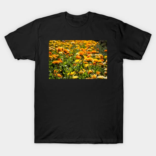 Flower Fields T-Shirt by InspiraImage